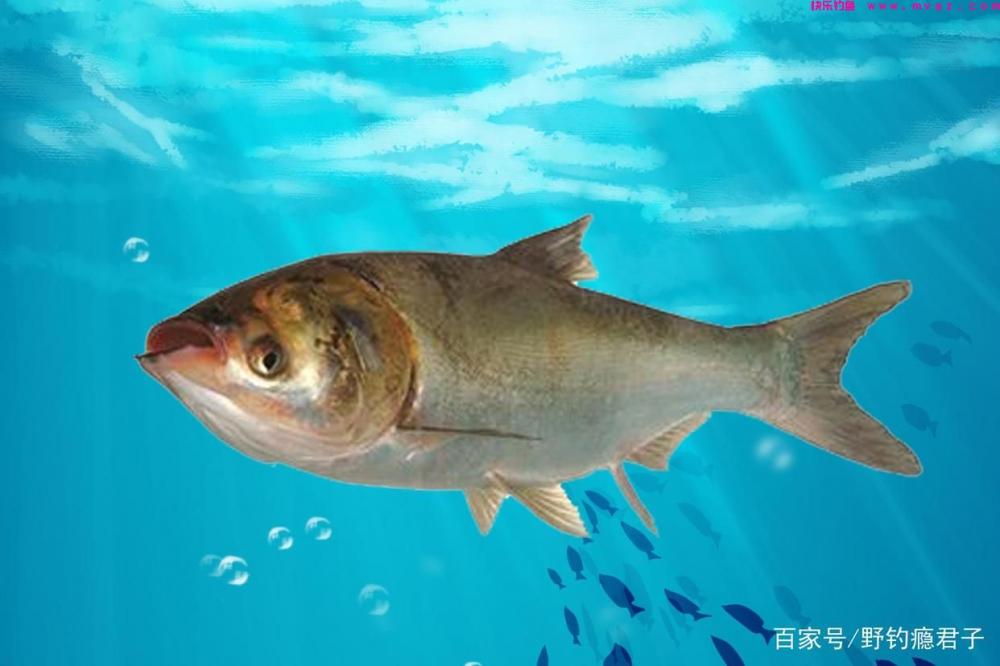 鲢鳙想要钓的爽,这些技巧需知道(图4) 鲢鳙想要钓的爽,这些技巧需知道(图4)