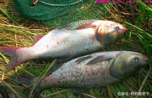 鲢鳙想要钓的爽,这些技巧需知道(图3) 鲢鳙想要钓的爽,这些技巧需知道(图3)