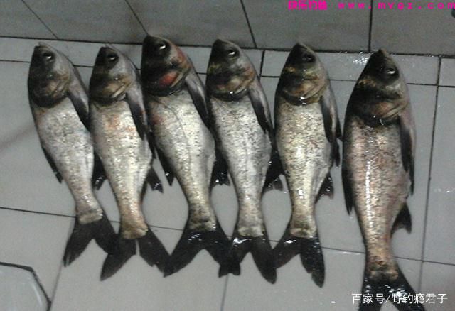鲢鳙想要钓的爽,这些技巧需知道(图5) 鲢鳙想要钓的爽,这些技巧需知道(图5)