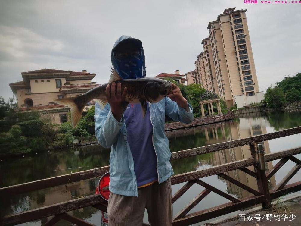 如何轻松钓鲢鳙今天就教你(图1) 如何轻松钓鲢鳙今天就教你(图1)