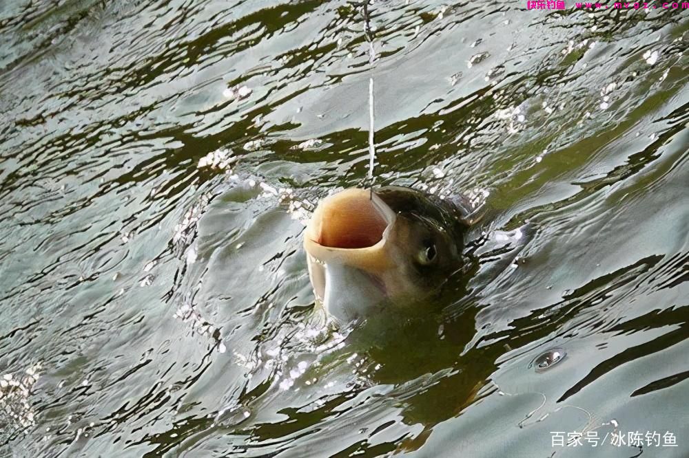 钓鲢鳙,记住这6步,轻松学会“正确”钓鲢鳙,对新手钓友很有用(图1) 钓鲢鳙,记住这6步,轻松学会“正确”钓鲢鳙,对新手钓友很有用(图1)