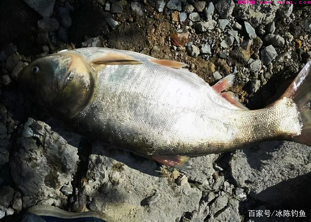 钓鲢鳙,记住这6步,轻松学会“正确”钓鲢鳙,对新手钓友很有用(图6) 钓鲢鳙,记住这6步,轻松学会“正确”钓鲢鳙,对新手钓友很有用(图6)
