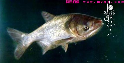 手竿钓鲢鳙：细分4个原因，避免有口不中鱼的提空竿(图5)