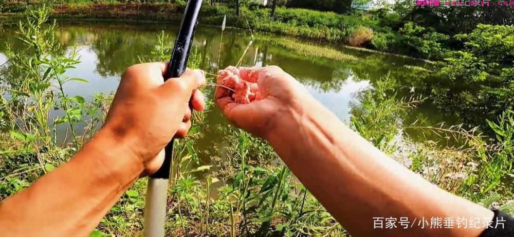 钓后感！鲢鳙应该怎么钓？仅仅野钓4次鲢鳙的快乐体验与困惑(图3)