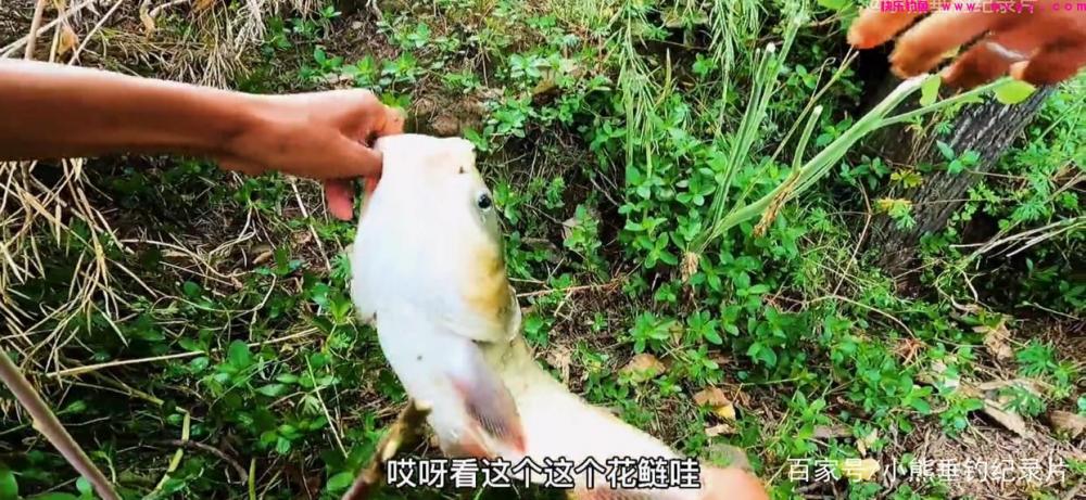 钓后感！鲢鳙应该怎么钓？仅仅野钓4次鲢鳙的快乐体验与困惑(图6)