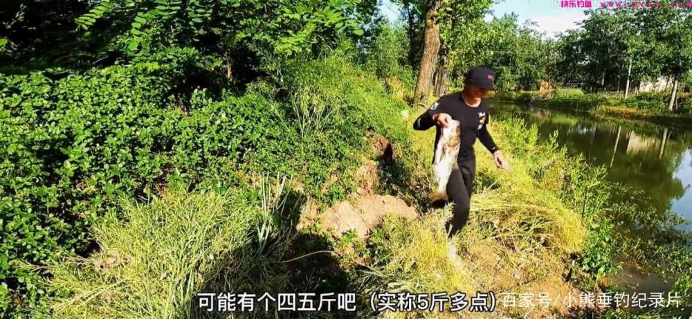 钓后感！鲢鳙应该怎么钓？仅仅野钓4次鲢鳙的快乐体验与困惑(图5)