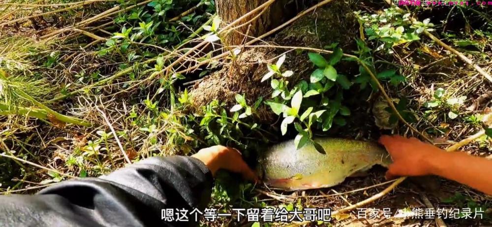 钓后感！鲢鳙应该怎么钓？仅仅野钓4次鲢鳙的快乐体验与困惑(图7)