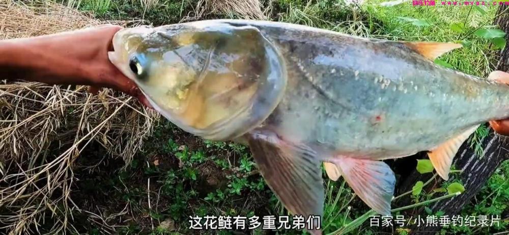 钓后感！鲢鳙应该怎么钓？仅仅野钓4次鲢鳙的快乐体验与困惑(图9)