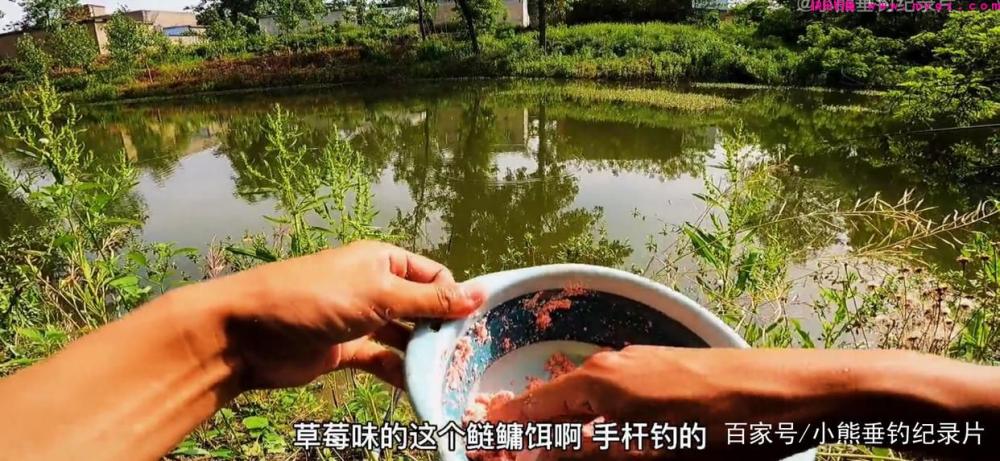 钓后感！鲢鳙应该怎么钓？仅仅野钓4次鲢鳙的快乐体验与困惑