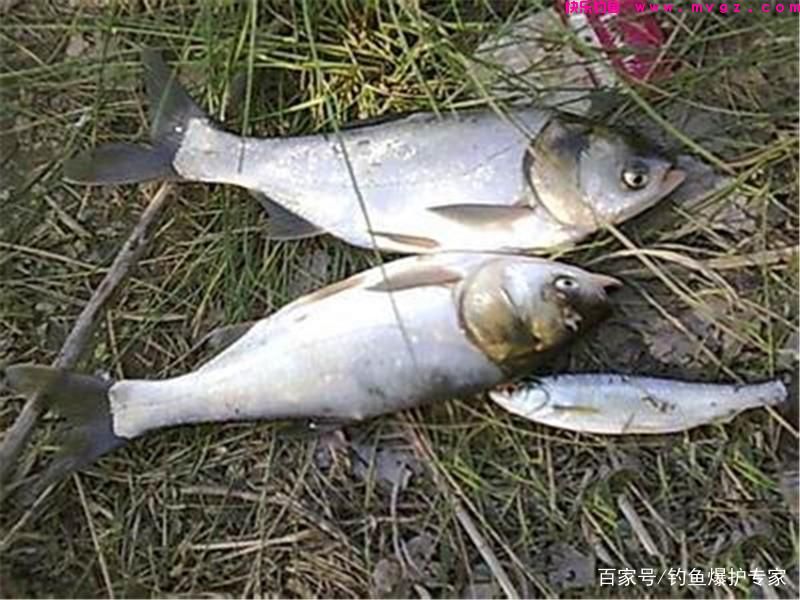 手竿钓鲢鳙怎么钓?鲢鳙钓法技巧(图1) 手竿钓鲢鳙怎么钓?鲢鳙钓法技巧(图1)