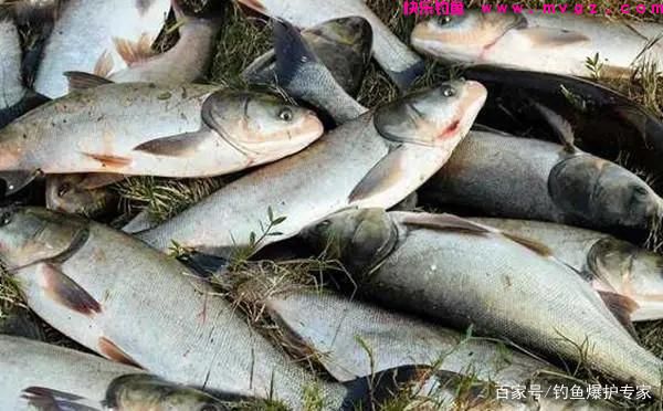 手竿钓鲢鳙怎么钓?鲢鳙钓法技巧(图3) 手竿钓鲢鳙怎么钓?鲢鳙钓法技巧(图3)