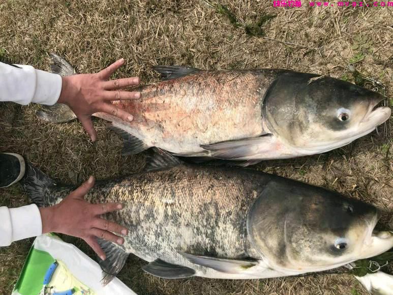 老钓客分享,钓鲢鳙鱼的一些秘法,学会后你会为鱼太多而发愁!(图3) 老钓客分享,钓鲢鳙鱼的一些秘法,学会后你会为鱼太多而发愁!(图3)