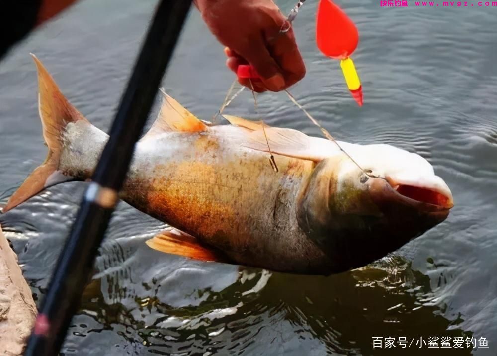 自制钓鲢鳙的饵料方法,比商品饵渔获高一倍!(图3) 自制钓鲢鳙的饵料方法,比商品饵渔获高一倍!(图3)