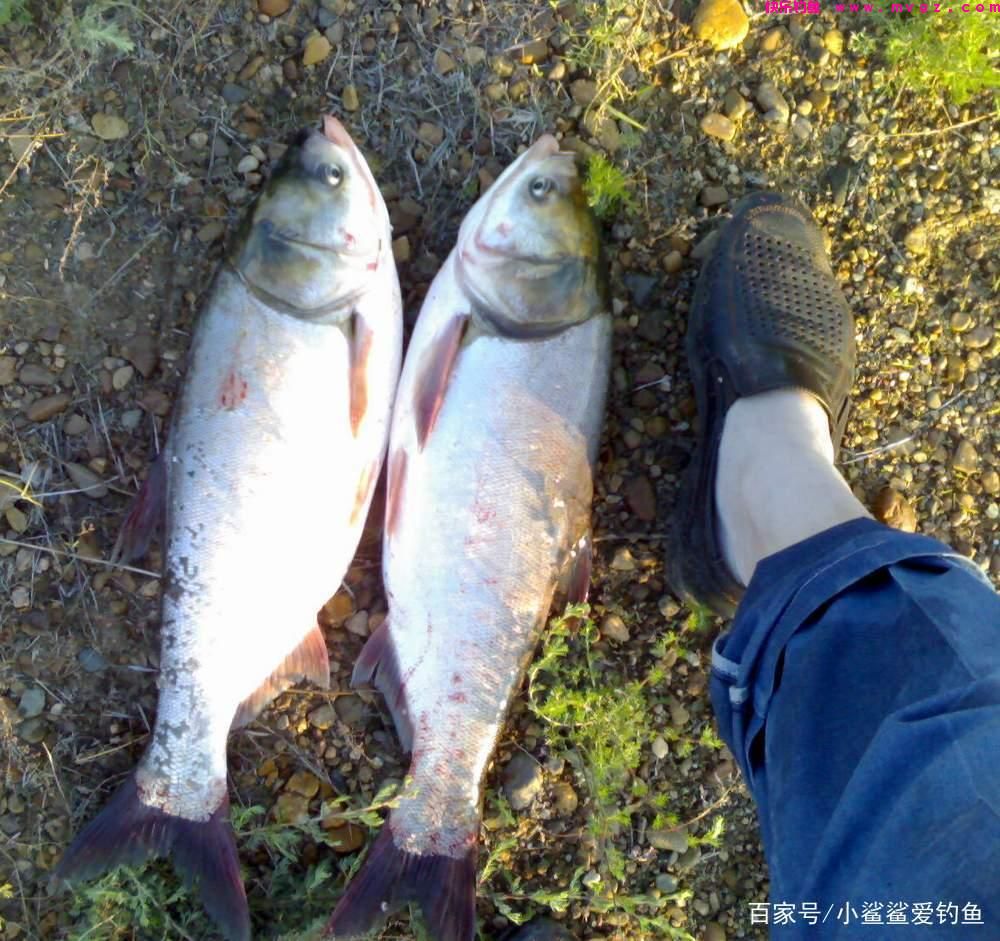 自制钓鲢鳙的饵料方法,比商品饵渔获高一倍!(图1) 自制钓鲢鳙的饵料方法,比商品饵渔获高一倍!(图1)