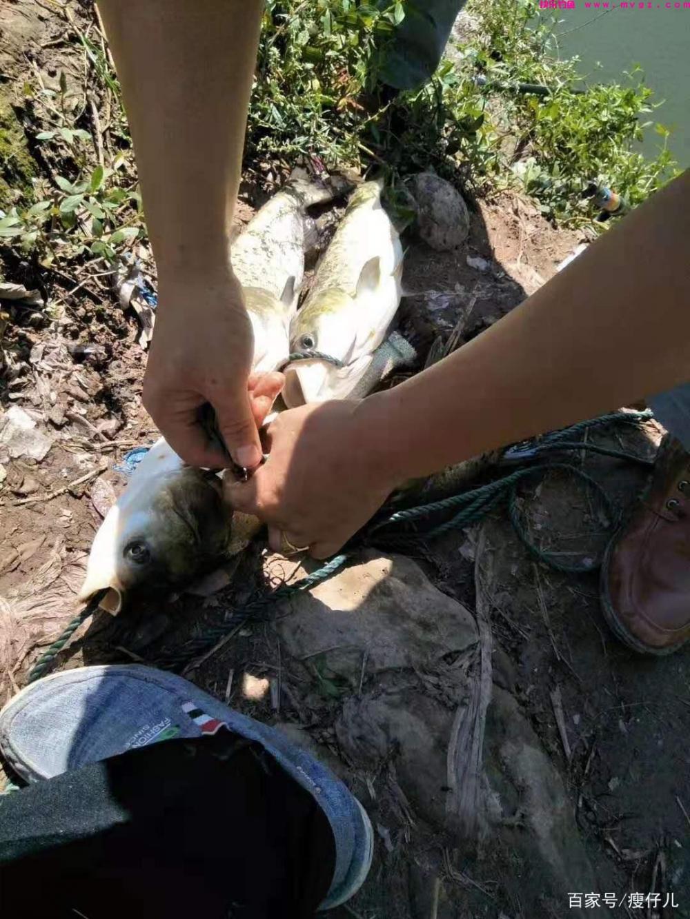 学浮钓鲢鳙，好轻松爆护(图9)