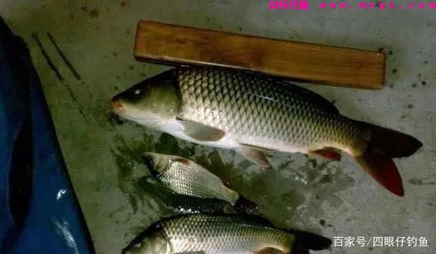 都说中午难钓鱼，三招教你破僵局(图6)