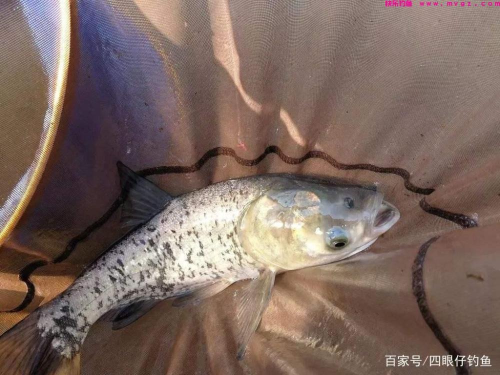 都说中午难钓鱼，三招教你破僵局(图8)