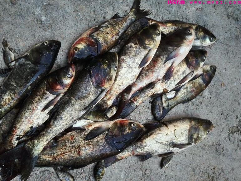 钓鲢鳙鱼我只用这三招，多一招我都懒得用，因为我会用鱼获证明(图8)