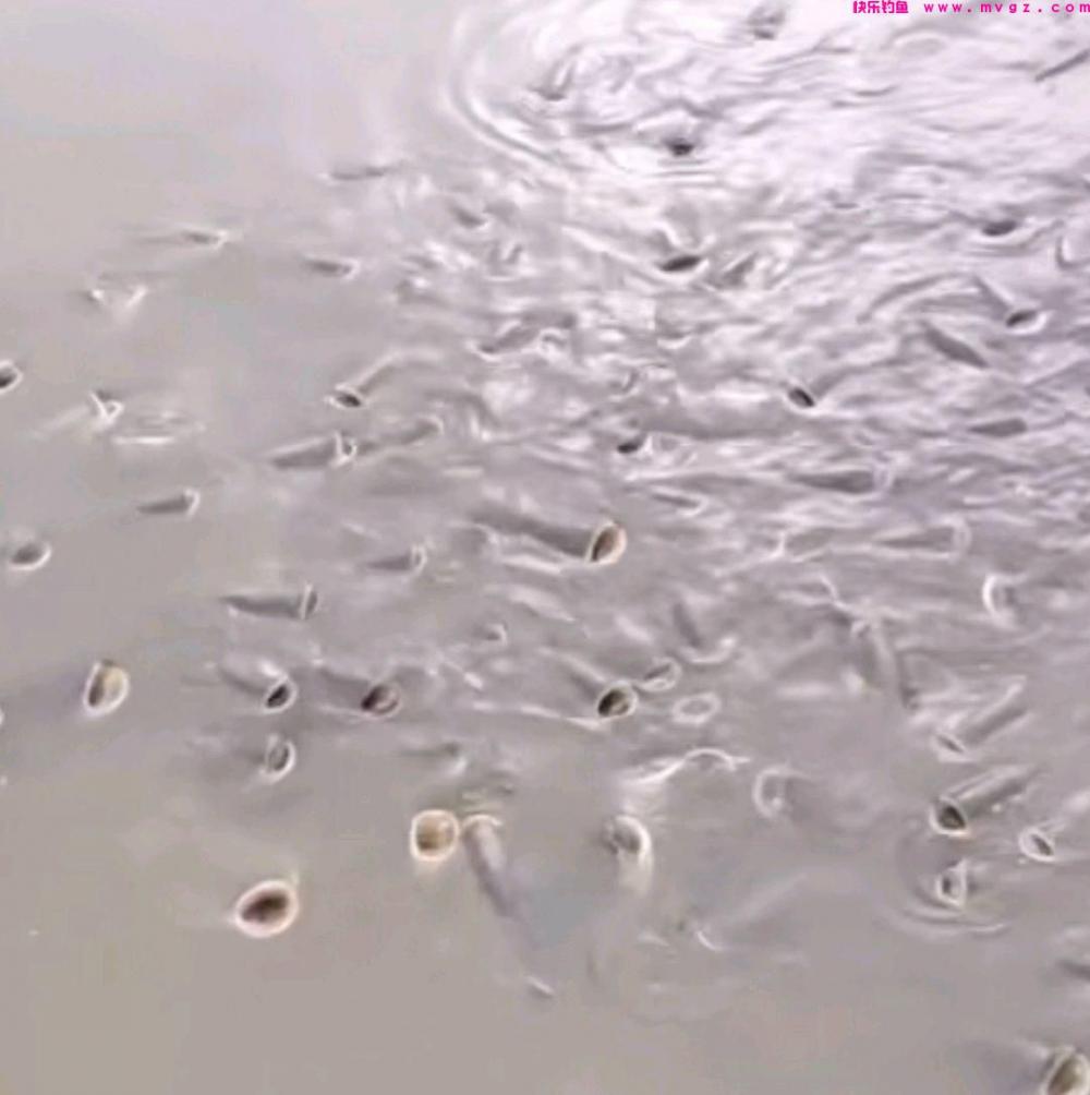 喜欢钓鲢鳙的看过来(图1)