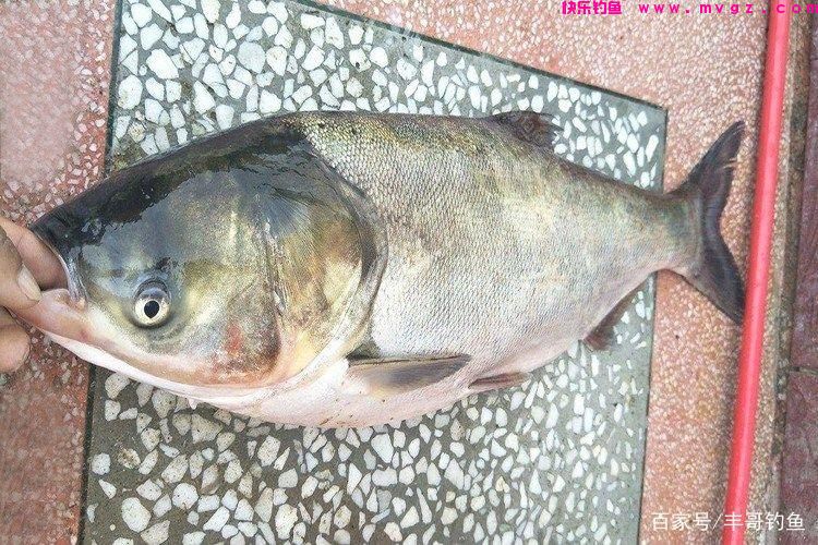 钓鲢鳙要注意的几点，想要鲢鳙钓的大这点很重要(图2)