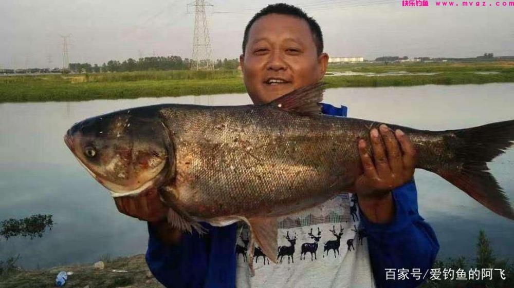 钓胖头鱼怎么调漂!(图3) 钓胖头鱼怎么调漂!(图3)