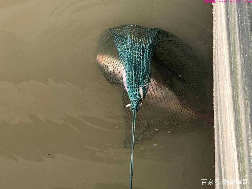 野钓鲢鳙，新手入门，解密新手不太了解的内容，对你中鱼有帮助(图2)