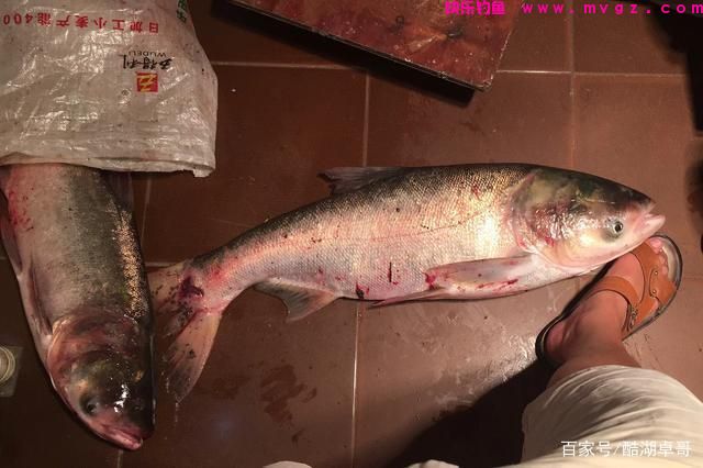 手竿钓鲢鳙，如何才可以提高正口率，这个方法很容易掌握(图1)