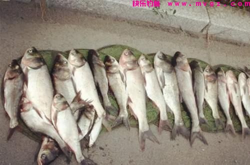 夏季鲢鳙很好钓，学会这些方法，鲢鳙连竿上，渔获差不了(图1)