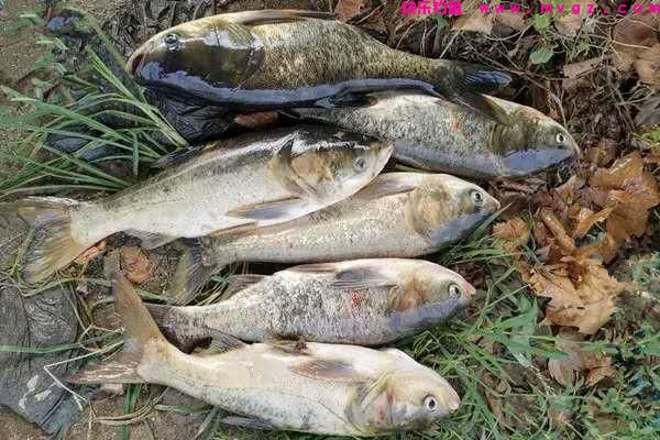 夏季鲢鳙很好钓，学会这些方法，鲢鳙连竿上，渔获差不了(图5)