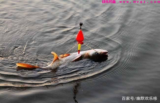 给大家分享一下钓鲢鳙的技巧(图5)