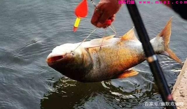 给大家分享一下钓鲢鳙的技巧(图6)