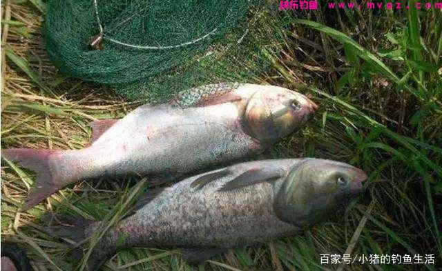为什么夏天容易钓鲢鳙?怎么钓?
