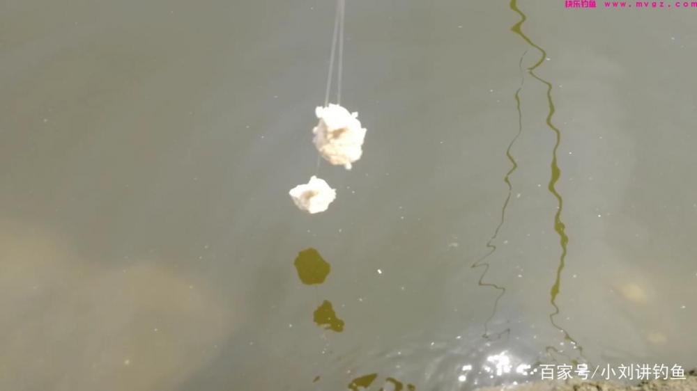夏季手竿钓鲢鳙,为何你的鲢鳙饵总是一抛就