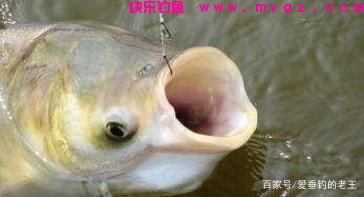 鲢鳙鱼原来这么易钓！用这个钓法，两个小时装满两个鱼护(图4)