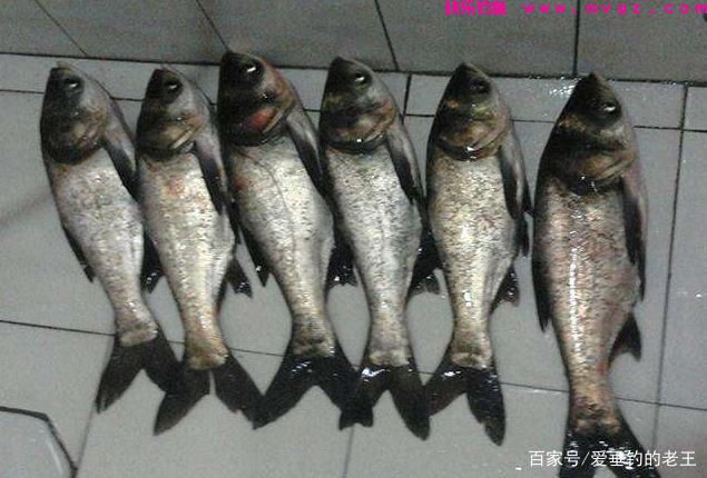 鲢鳙鱼原来这么易钓！用这个钓法，两个小时装满两个鱼护(图1)