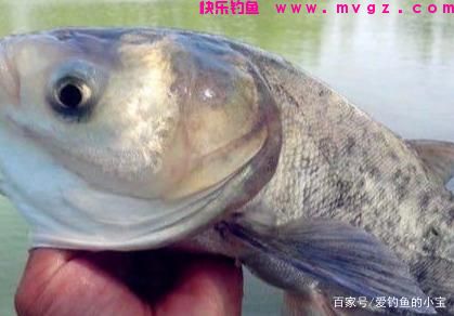 钓鲢鱼，小鱼闹你是怎样解决的(图1)