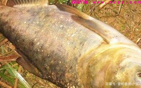 钓鲢鱼，小鱼闹你是怎样解决的(图3)