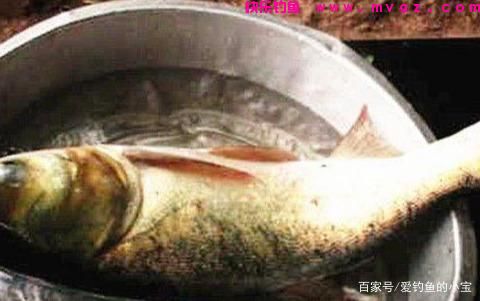 钓鲢鱼，小鱼闹你是怎样解决的(图4)