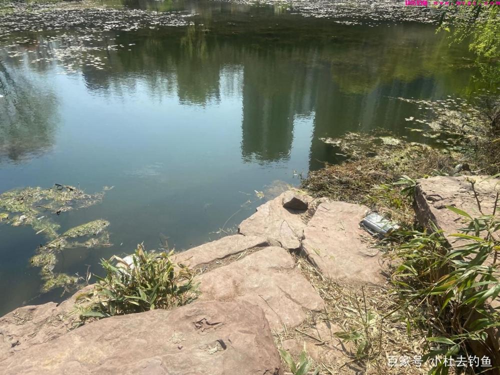 钓鲢鳙鱼注意好这些细节，只要掌握好方法，实际操作不会差(图3)