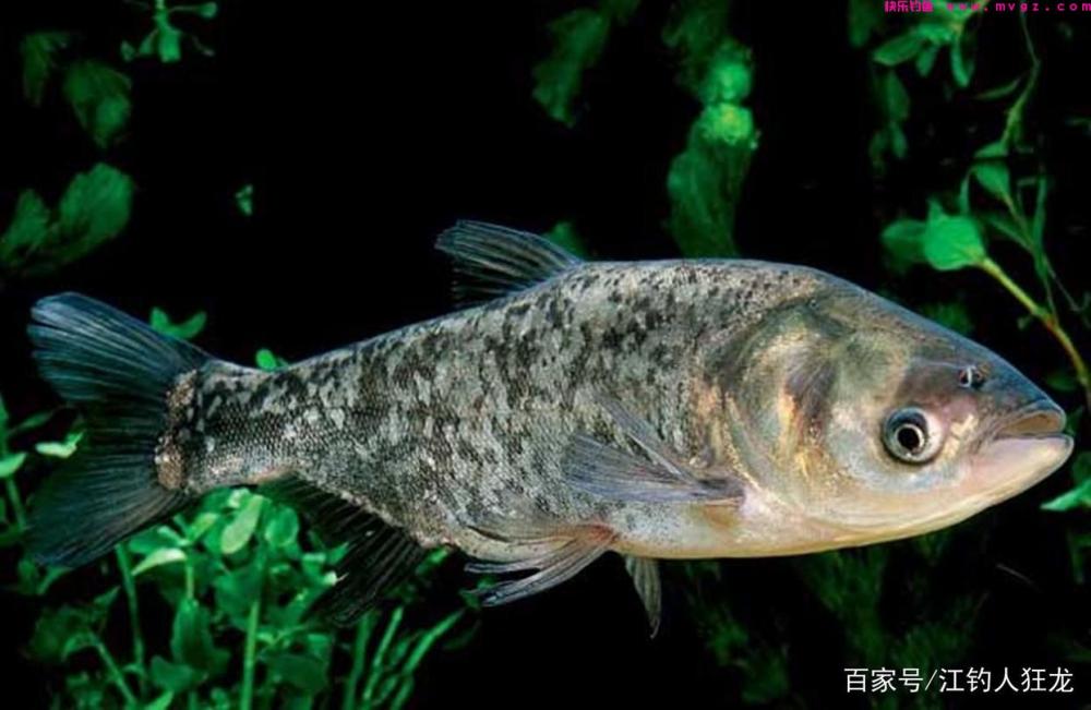 鲢鳙，就是一种呆鱼，做到这3点，钓起来压根没什么难度(图1)
