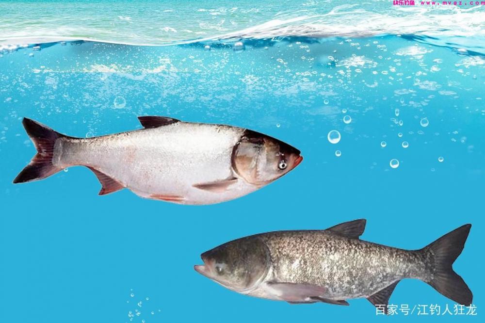 鲢鳙，就是一种呆鱼，做到这3点，钓起来压根没什么难度(图3)