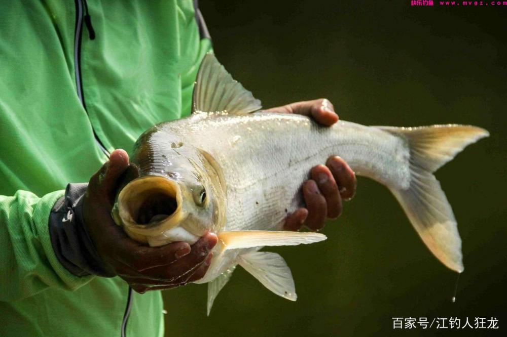 鲢鳙，就是一种呆鱼，做到这3点，钓起来压根没什么难度(图7)