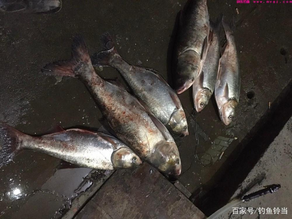 春季如何钓鲢鳙鱼？注意钓法和饵料，鱼儿一样上得欢钓得爽歪歪！(图6)