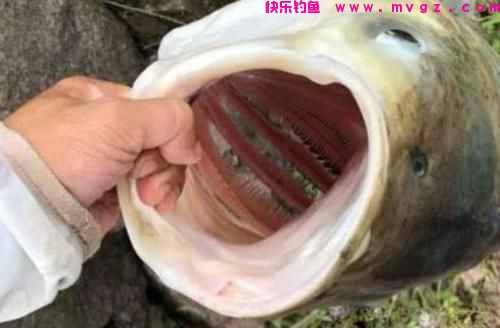 野钓火力全开的鲢鳙秘技，5-10斤的个体钓得手发软！(图1)
