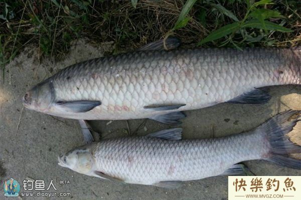 春钓大青鱼的三个要素（时机、饵料、钓法）(图1)