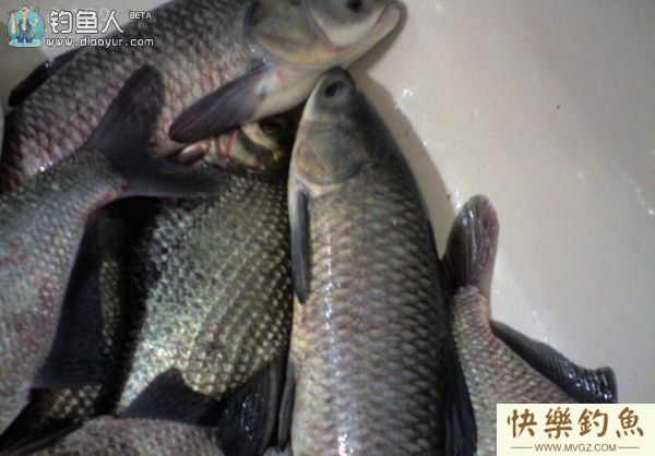 钓青鱼咬钩的浮漂标相特征详解(图2)