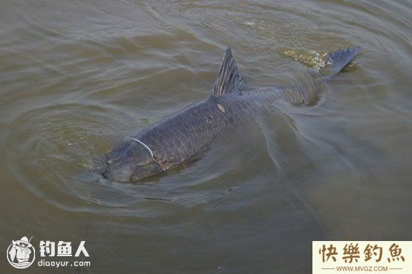 坑塘春钓青鱼的三个诀窍(图1) 坑塘春钓青鱼的三个诀窍(图1)