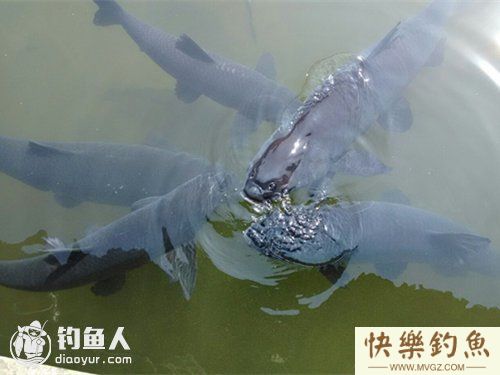 青鱼怎么钓之六种技巧来介绍(图2)