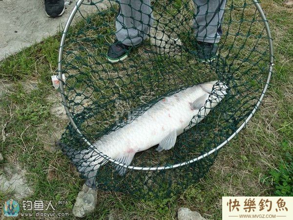秋季湖库垂钓大青鱼的五个技巧(图2)