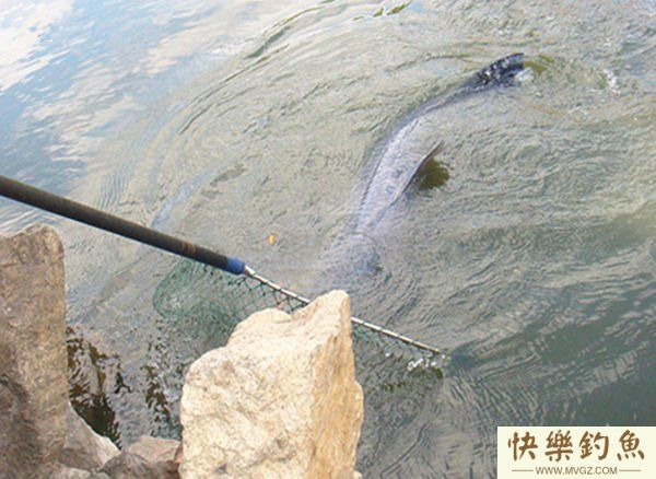 秋季湖库垂钓大青鱼的五个技巧(图1)
